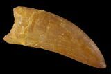 Serrated, Carcharodontosaurus Tooth - Real Dinosaur Tooth #131235-1
